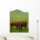 Vaches Salers Au Pied Wall Decal