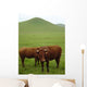 Vaches Salers Au Pied Wall Decal