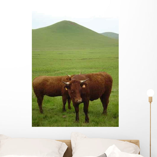 Vaches Salers Au Pied Wall Decal
