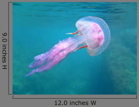 Mediterranean Jellyfish Near Surface Wall Mural