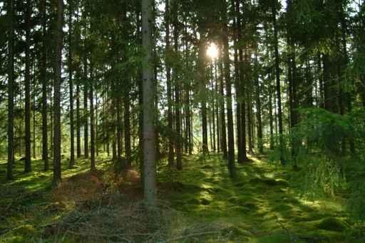 Forest 2 Wall Decal