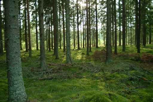 Forest 4 Wall Decal