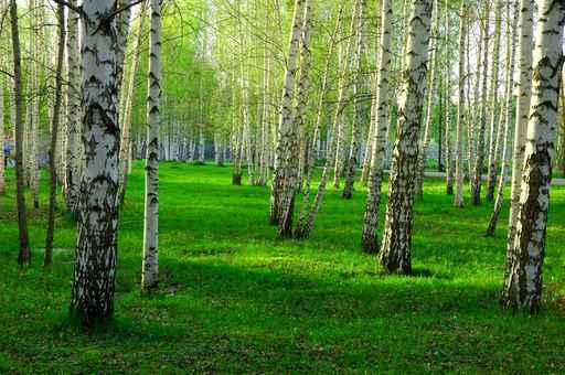 Birch Forest with Long Wall Decal