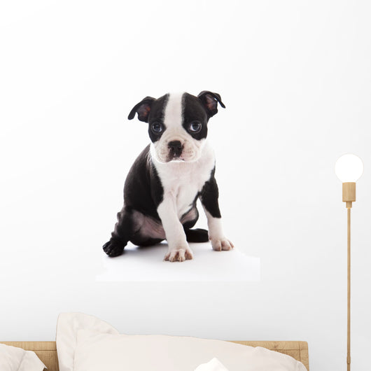 Boston Terrier Wall Decal