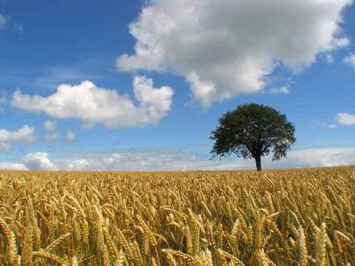 Fields Cereals and Tree Wall Decal