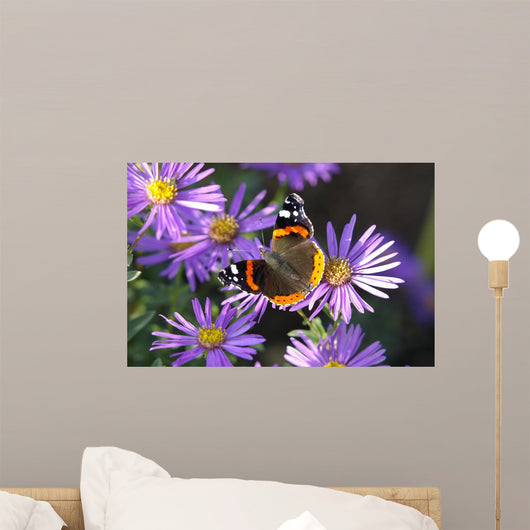 Vanessa Atalanta Wall Decal