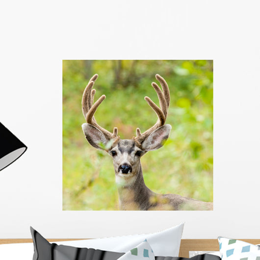 Portrait Mule Deer Buck