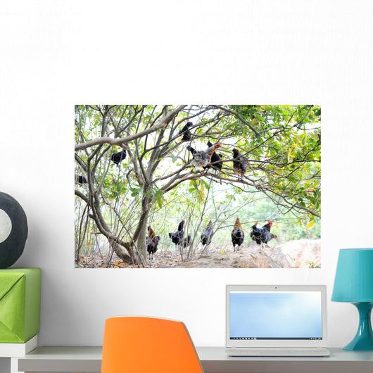 Roosters and Hens