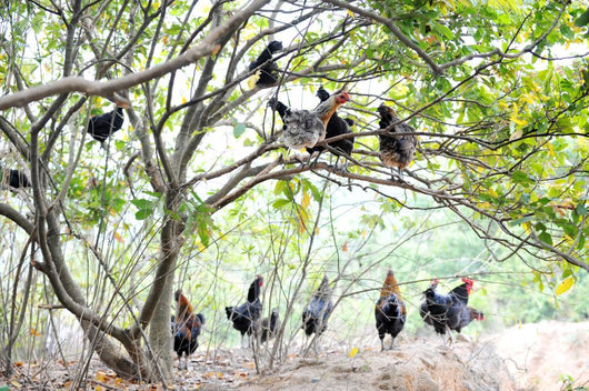 Roosters and Hens