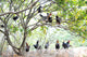 Roosters and Hens