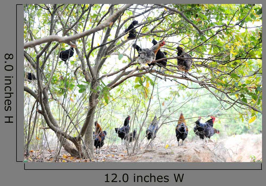 Roosters and Hens