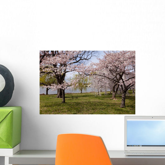 Scenic Cherry Blossom Trees