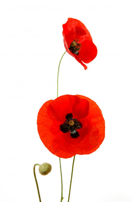 Coquelicots Da Toura S Wall Decal