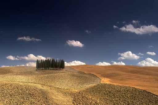 Cipressini Val D'orcia Wall Decal