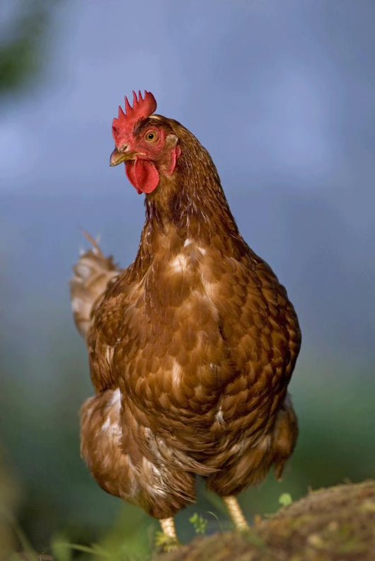Oh Beautiful Hen Wall Decal