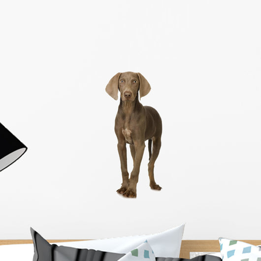 puppy Weimaraner standing up in front of white background Wall Decal