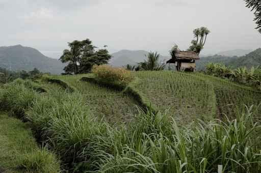 Rice Terraces with Hut Wall Decal