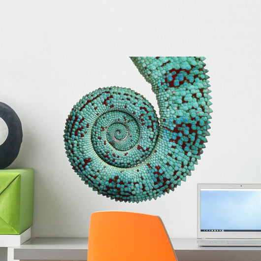 Close-up of Panther Chameleon Nosy Be tail, Furcifer pardalis Wall Decal