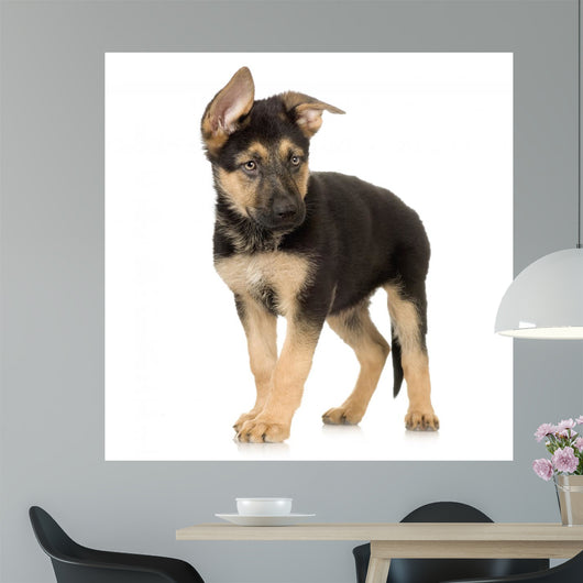 German Shepherd Puppy Standing Wall Decal