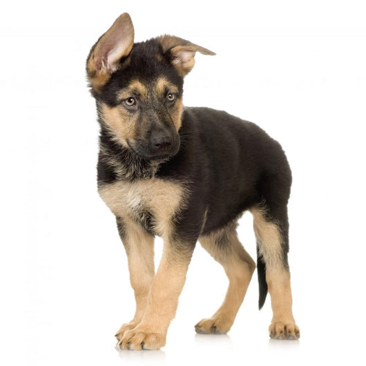 German Shepherd Puppy Standing Wall Decal