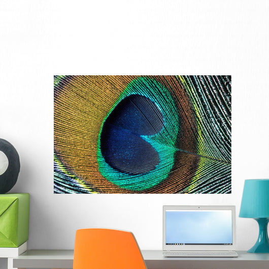 peacock feather closeup Wall Mural