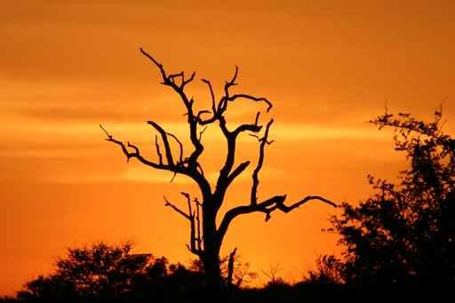 African Sunset 2 Wall Decal