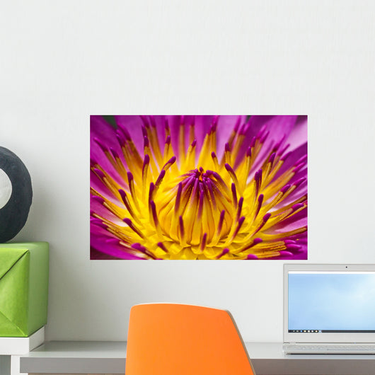 Lotus Flower Blooming Thailand