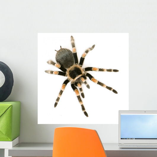 Brachypelma Smithi Front White Wall Decal