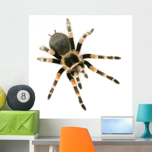 Brachypelma Smithi Front White Wall Decal