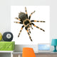 Brachypelma Smithi Front White Wall Decal