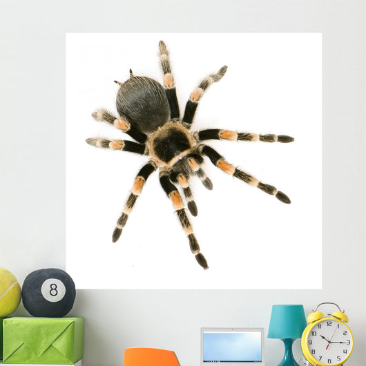 Brachypelma Smithi Front White Wall Decal