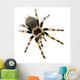 Brachypelma Smithi Front White Wall Decal