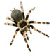 Brachypelma Smithi Front White Wall Decal