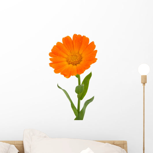 Flower Calendula