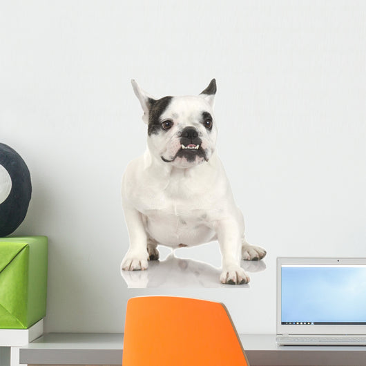 french Bulldog adult in front of a white background. Wall Decal