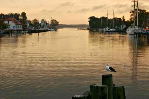 Gull Golden Morning Light Wall Decal