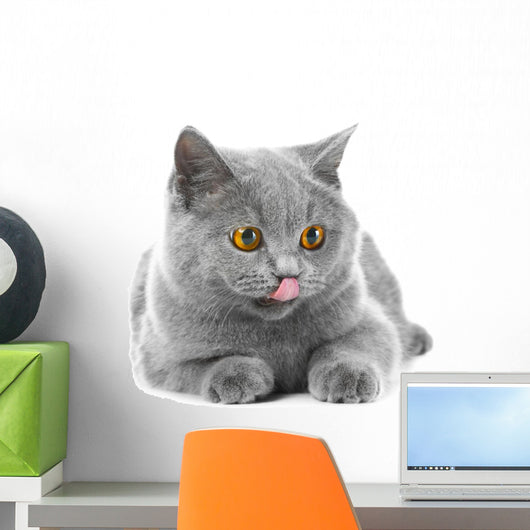 British Blue Kitten White Wall Decal