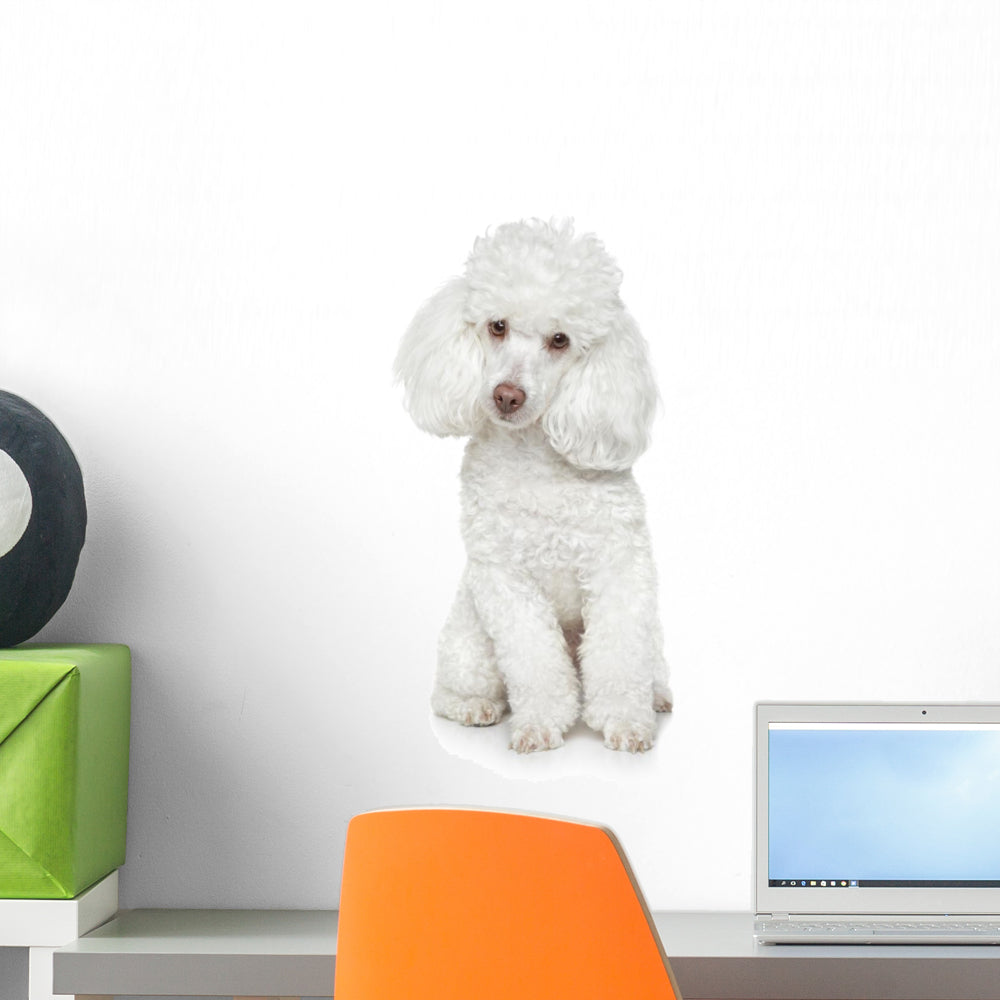 White Toy Poodle White – Wallmonkeys