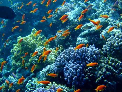 Underwater Landscape with Scalefin Close-up Wall Decal