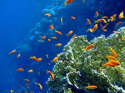 Underwater Landscape with Coral Wall Decal