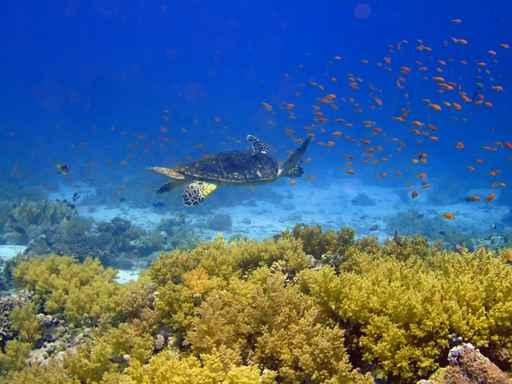 Underwater Landscape and Sea Turtle Wall Decal