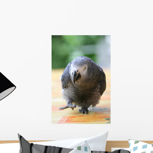 Parrot Grey Gabon Running Wall Decal