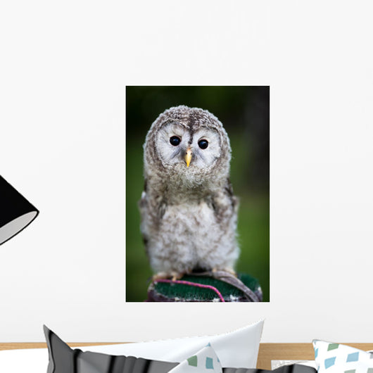 Up Baby Tawny Owl Wall Decal