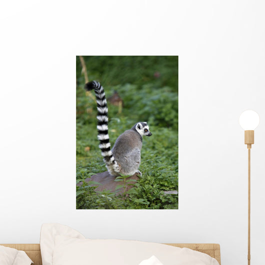 Katta Wall Decal