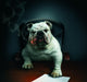 Baddest Bulldog Smoking Cigar Wall Decal