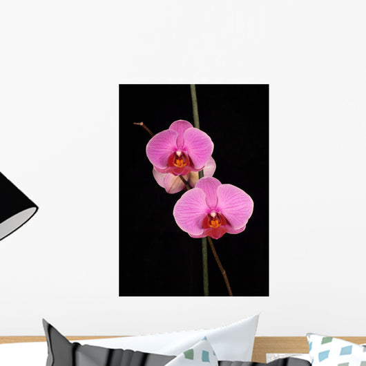 Two Pink Orchids Wall Decal