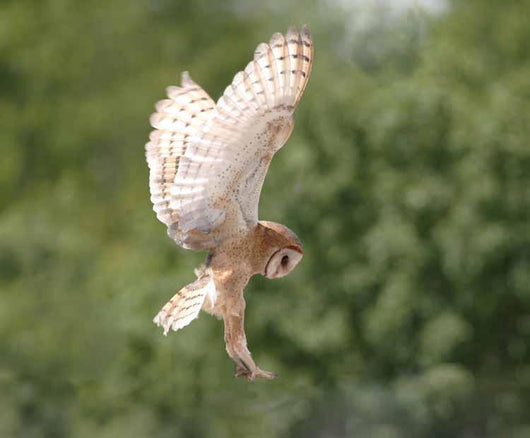 Barn Owl Wall Decal