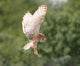 Barn Owl Wall Decal