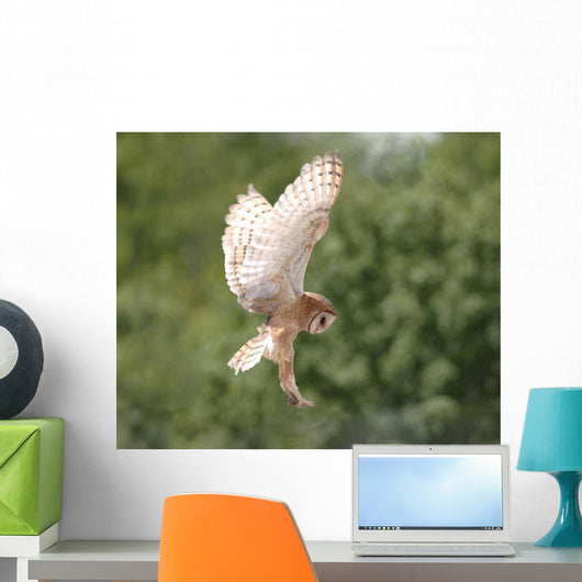 Barn Owl Wall Decal