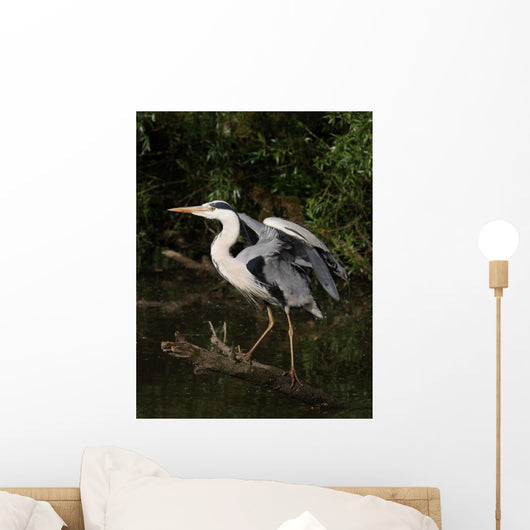 Grey Heron Ready for Wall Decal